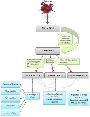 Possible Effects of Beetroot Supplementation on Physical Performance Through Metabolic, Neuroendocrine, and Antioxidant Mechanisms: A Narrative Review of the Literature